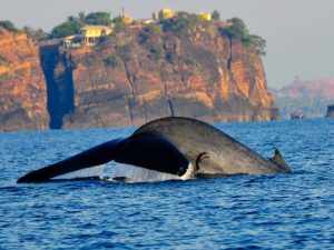 Avistamiento de Ballenas en Galle