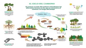 ciclo del carbono