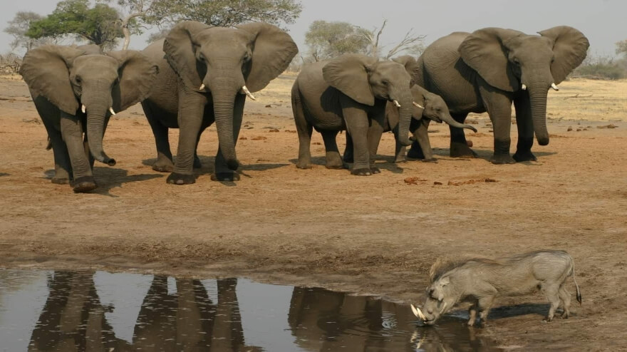elefantes charca de agua