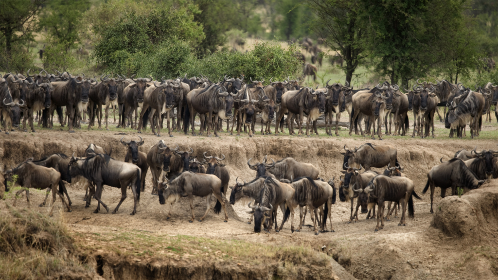 Migración en el Serengueti