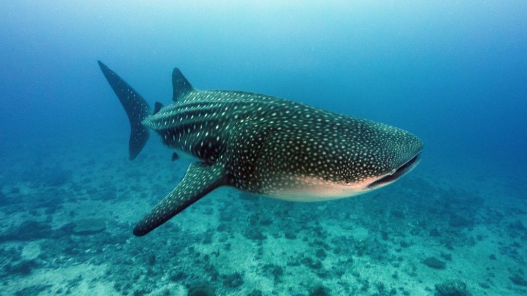 Nadar con tiburones Maldivas