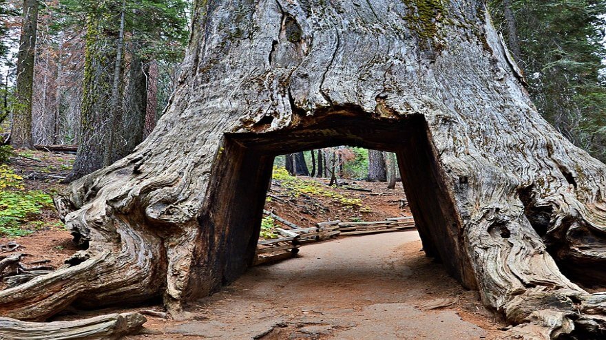 California Tunnel Tree
