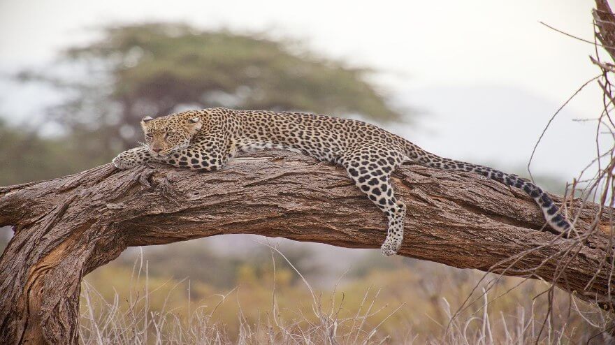 leopardo zambia